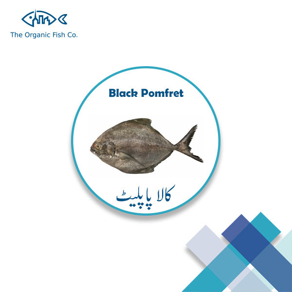 Black-Pomfret