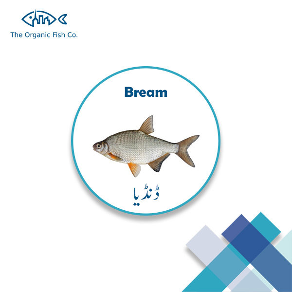 Bream