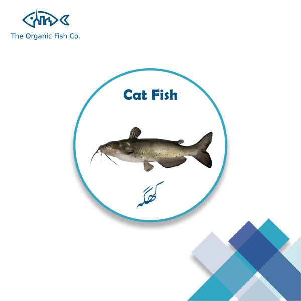 Cat fish