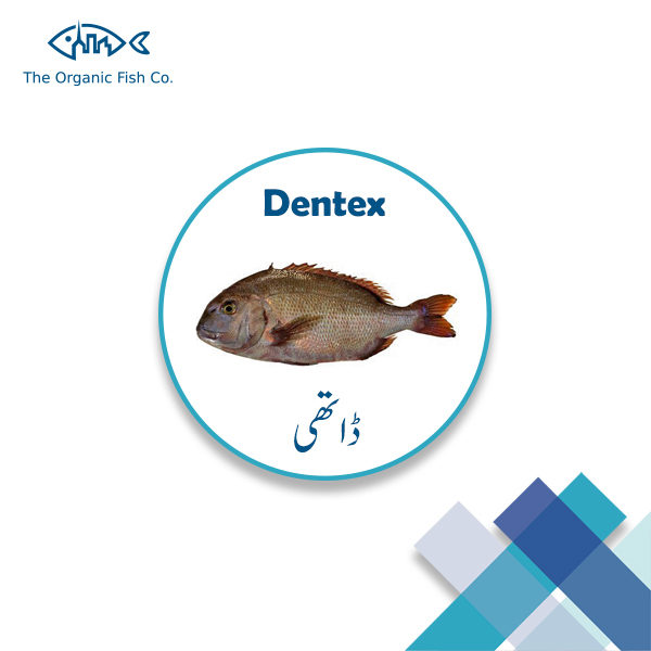 Dentex