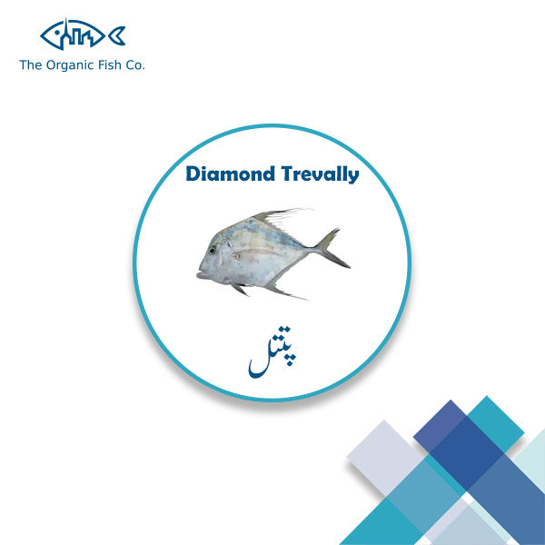 Diamond Trevally