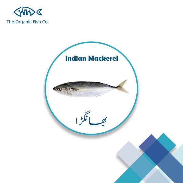 Indian Mackerel