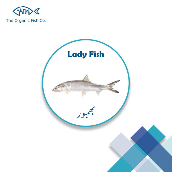 Lady Fish