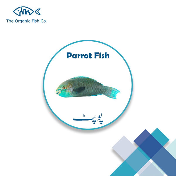 Parrot Fish