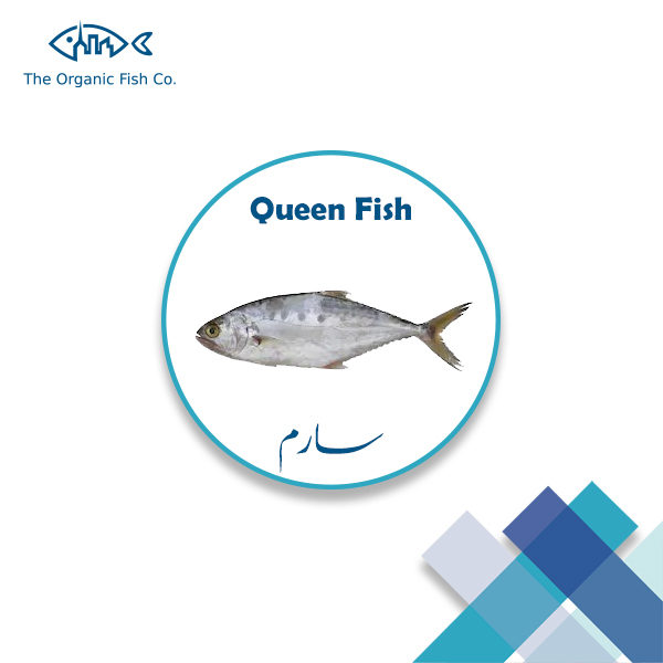 Queen-Fish