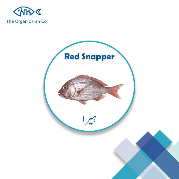 Red-Snapper