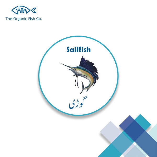 Sailfish