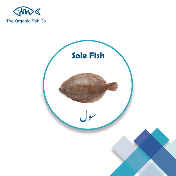 Sole Fish