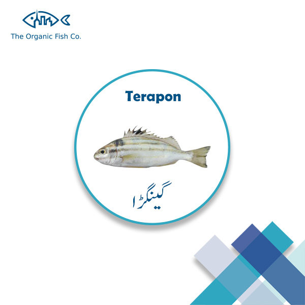 Terapon