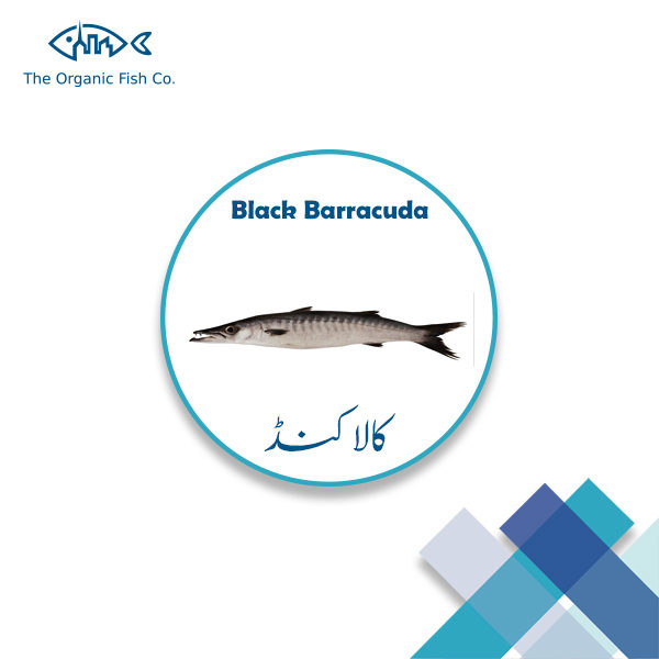 Black Barracuda