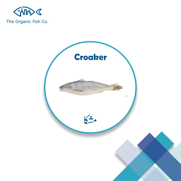[CROAKER] - FISH | مشکا