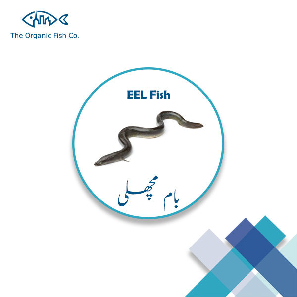 EEL-Fish