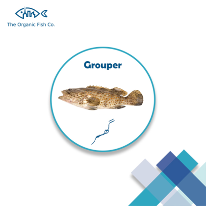 [GROUPER] – FISH | گھسر