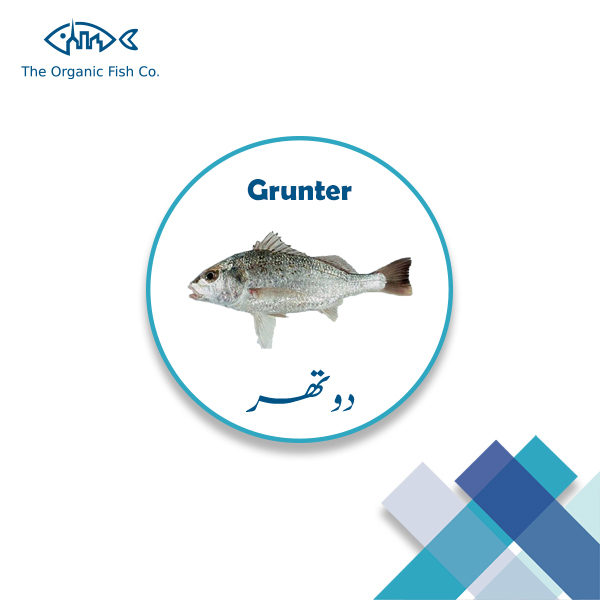 Grunter