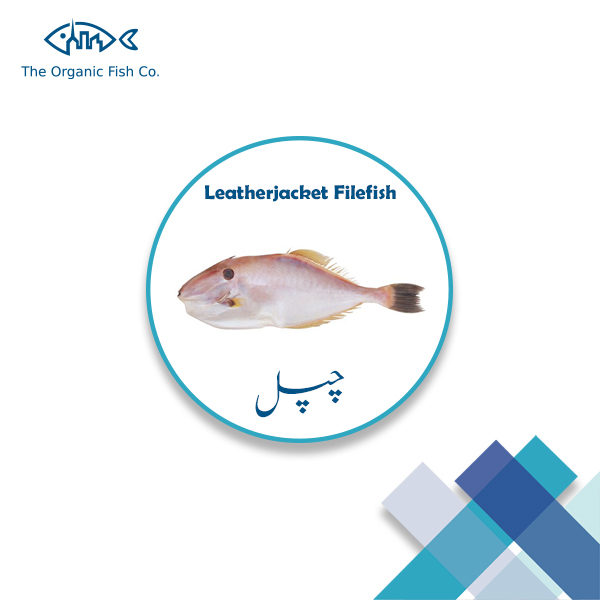 Leatherjacket-Filefish