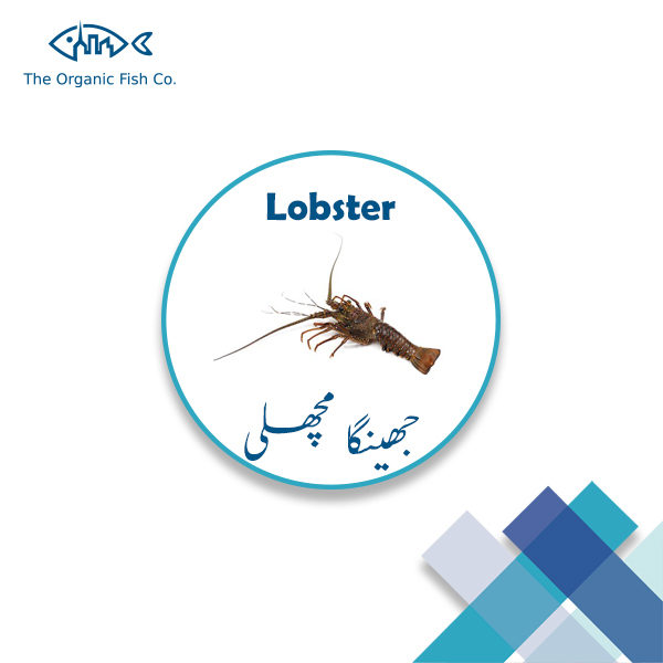 Lobster