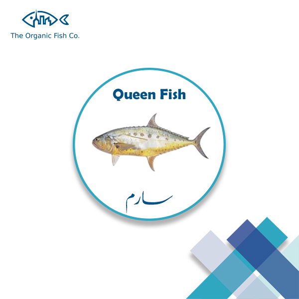 [QUEEN] - FISH | سارم