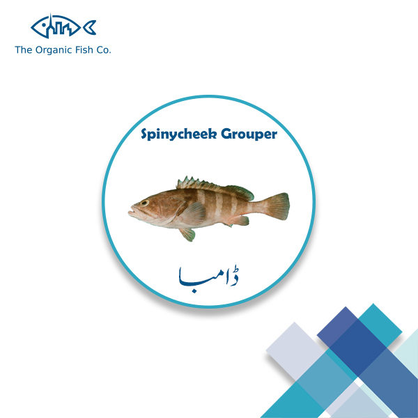 Spinycheek-Grouper