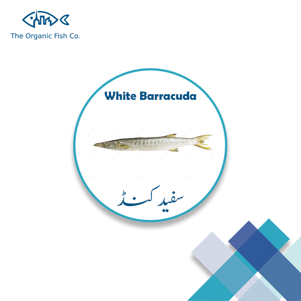 [WHITE-BARRACUDA] - FISH | سفید کنڈ